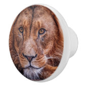 アフリカライオン セラミックノブ (右)