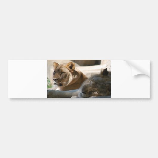 アフリカライオン バンパーステッカー (正面)
