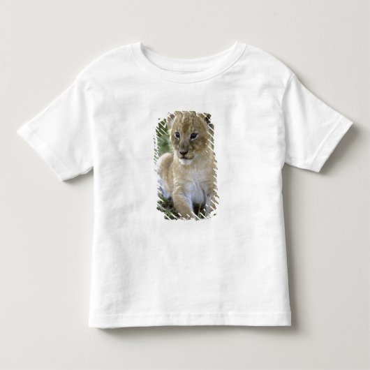 アフリカライオン、パンセラ・レオ)、タンザニア、 トドラーTシャツ (正面)