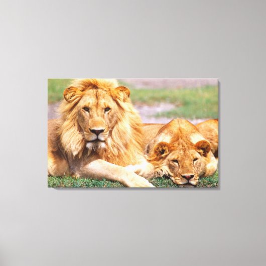 アフリカライオン、パンテラレオ、タンザニア キャンバスプリント (正面)