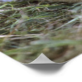 アフリカライオン、パンテラレオ)、タンザニア、 ポスター (角)