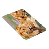 アフリカライオン、パンテラレオ、タンザニア マグネット (右側)