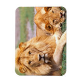 アフリカライオン、パンテラレオ、タンザニア マグネット (縦)