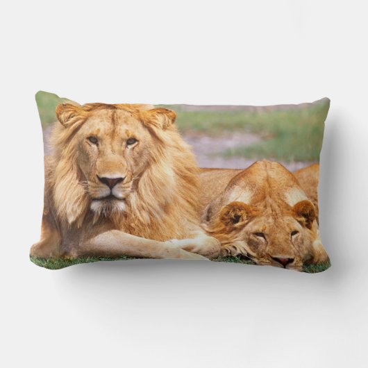 アフリカライオン、パンテラレオ、タンザニア ランバークッション (正面)