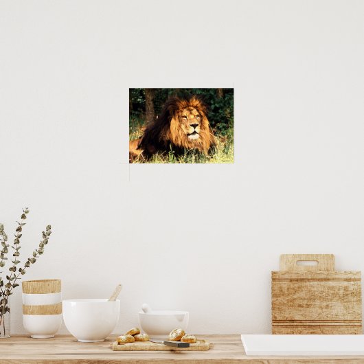 アフリカライオン ポスター (キッチン)