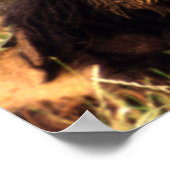 アフリカライオン ポスター (角)