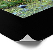 アフリカライオン ポスター (角)