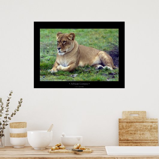アフリカライオン ポスター (キッチン)