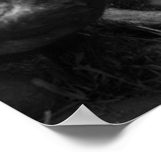 アフリカライオン ポスター (角)