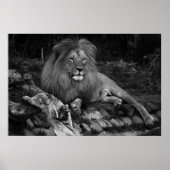 アフリカライオン ポスター (正面)