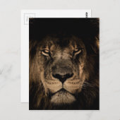アフリカライオン ポストカード (正面/裏面)