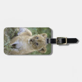 アフリカライオン, ライオン属 (Panthera leo), タンザニア, ラゲッジタグ (正面横)