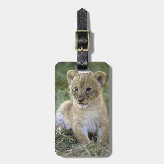 アフリカライオン, ライオン属 (Panthera leo), タンザニア, ラゲッジタグ (正面縦)