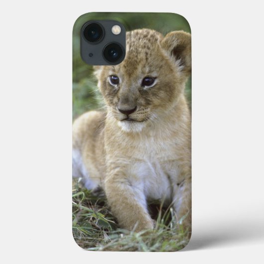 アフリカライオン, ライオン属 (Panthera leo), タンザニア, Case-Mate iPhoneケース (裏面)