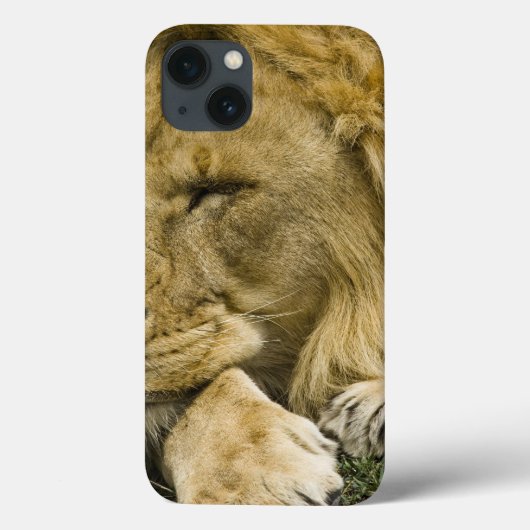 アフリカライオン、ライオン、寝そべって眠っている Case-Mate iPhoneケース (裏面)