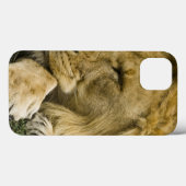 アフリカライオン、ライオン、寝そべって眠っている Case-Mate iPhoneケース (裏面 (横))