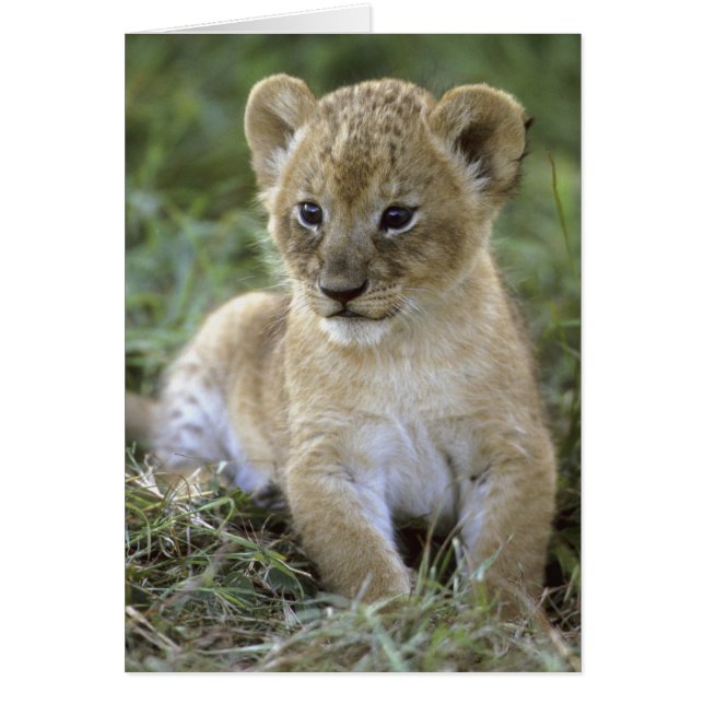 アフリカライオン, ライオン (Panthera leo), タンザニア, (正面)