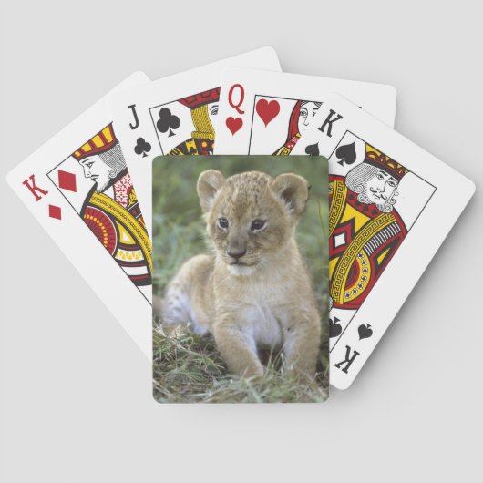 アフリカライオン, ライオン (Panthera leo), タンザニア, トランプ (裏面)