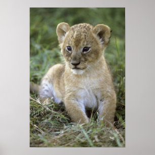 アフリカライオン, ライオン (Panthera leo), タンザニア, ポスター