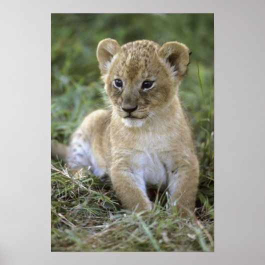 アフリカライオン, ライオン (Panthera leo), タンザニア, ポスター (正面)