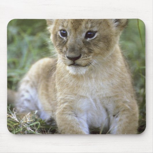 アフリカライオン, ライオン (Panthera leo), タンザニア, マウスパッド (正面)