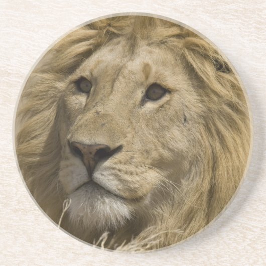 アフリカライオン, Panthera leo, の肖像 コースター (正面)
