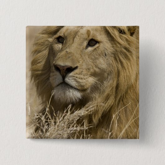 アフリカライオン, Panthera leo, の肖像 缶バッジ (正面)