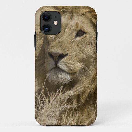 アフリカライオン, Panthera leo, の肖像 Case-Mate iPhoneケース (裏面)