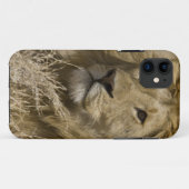 アフリカライオン, Panthera leo, の肖像 Case-Mate iPhoneケース (裏面(横))