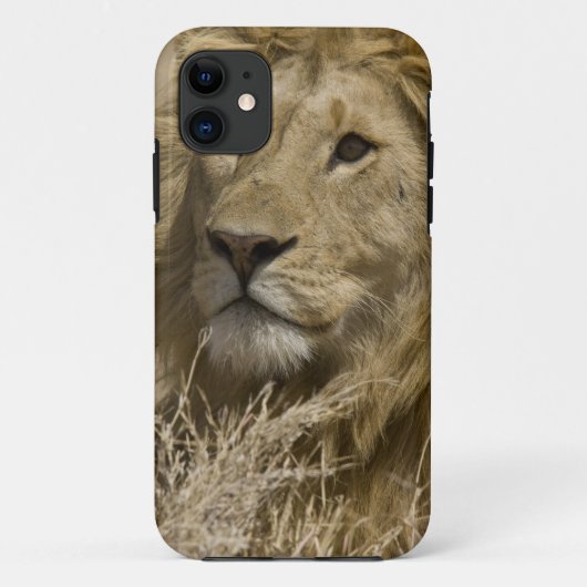 アフリカライオン, Panthera leo, の肖像 Case-Mate iPhoneケース (裏面)
