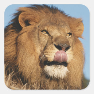 アフリカライオン (Panthera Leo)、アフリカのサバンナ スクエアシール