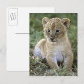 アフリカライオン、Panthera leo、タンザニア ポストカード (正面/裏面)