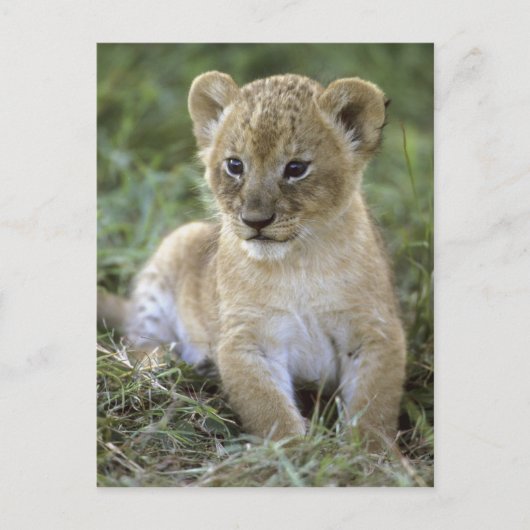 アフリカライオン、Panthera leo、タンザニア ポストカード (正面)