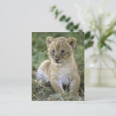 アフリカライオン、Panthera leo、タンザニア ポストカード (スタンド正面)