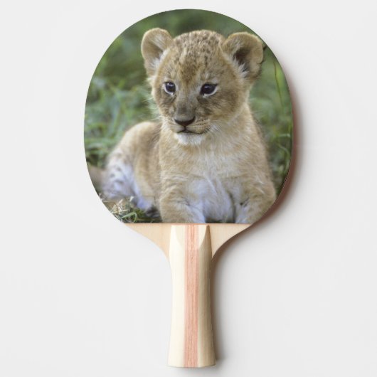 アフリカライオン、Panthera leo、タンザニア 卓球ラケット (正面)