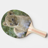 アフリカライオン、Panthera leo、タンザニア 卓球ラケット (横)
