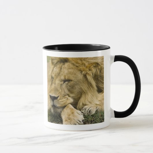 アフリカライオン,Panthera leo,寝そべって眠る マグカップ (右)