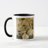 アフリカライオン,Panthera leo,寝そべって眠る マグカップ (左)