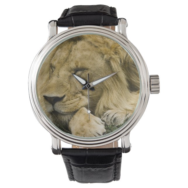 アフリカライオン, Panthera leo, 横たわって寝ている 腕時計 (正面)