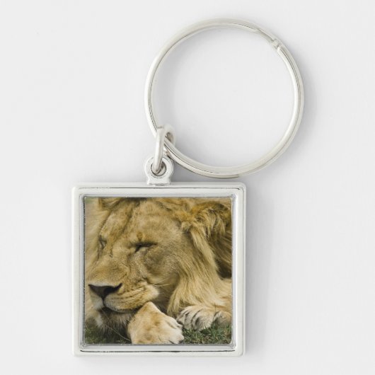 アフリカライオン, Panthera leo, 横たわって眠る キーホルダー (正面)