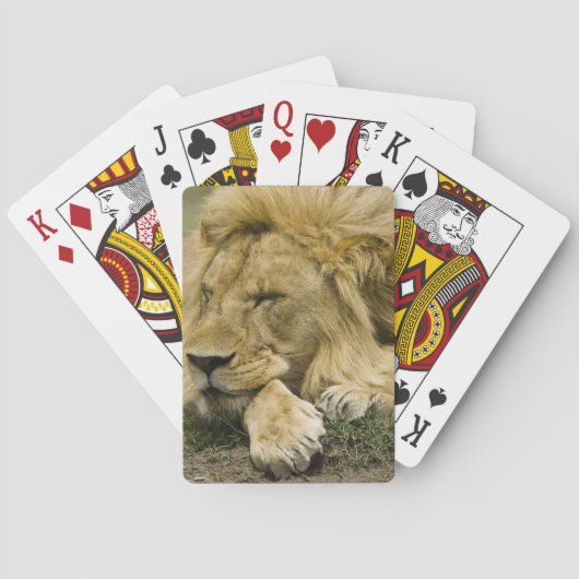アフリカライオン, Panthera leo, 横たわって眠る トランプ (裏面)