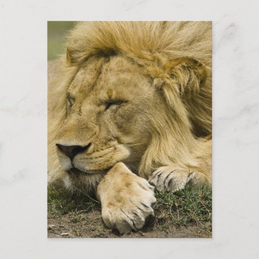 アフリカライオン, Panthera leo, 横たわって眠る ポストカード (正面)