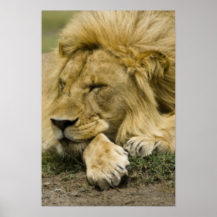 アフリカライオン, Panthera leo, 横になって寝ている ポスター