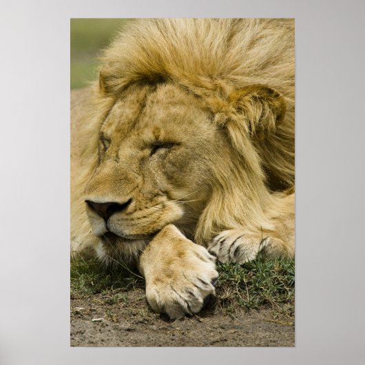 アフリカライオン, Panthera leo, 横になって寝ている ポスター (正面)