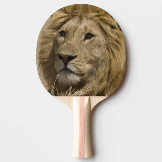 アフリカライオン,Panthera leo,肖像 卓球ラケット (正面)
