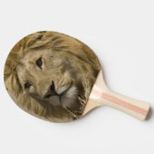 アフリカライオン,Panthera leo,肖像 卓球ラケット (横)