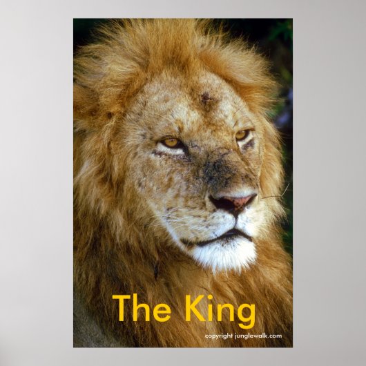 アフリカライオン – The King from Junglewalk.com ポスター (正面)