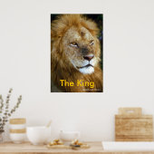 アフリカライオン – The King from Junglewalk.com ポスター (キッチン)