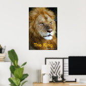 アフリカライオン – The King from Junglewalk.com ポスター (ホームオフィス)