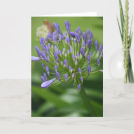 アフリカリリーカード サンキューカード